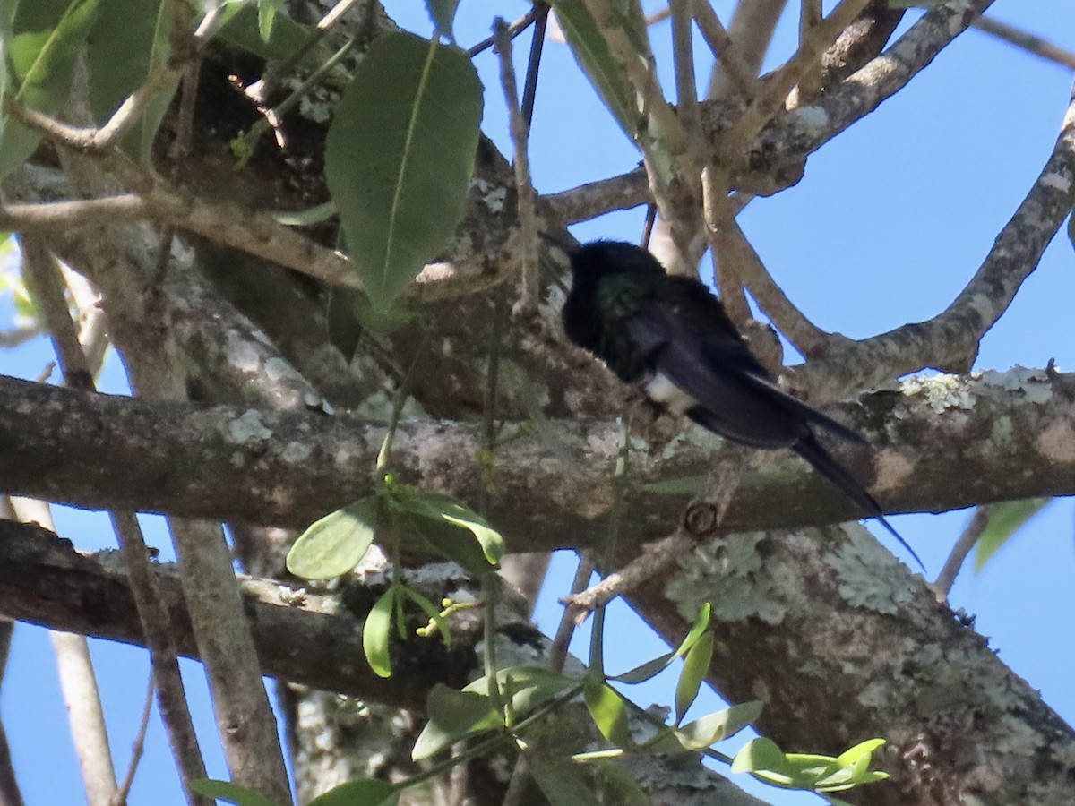 Swallow-tailed Hummingbird - ML619072913