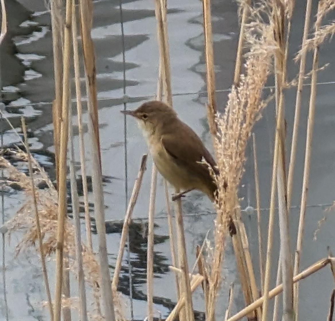 Common Reed Warbler - ML619072938
