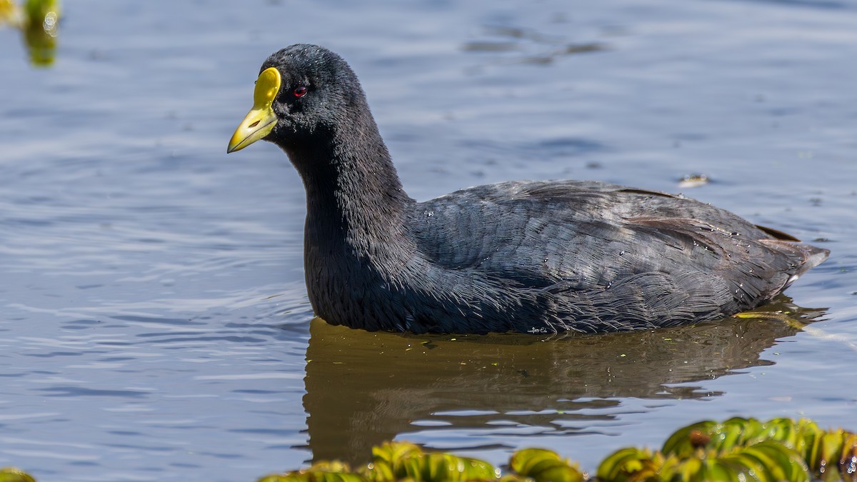 White-winged Coot - ML619072999