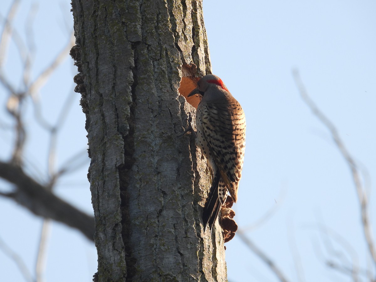 Northern Flicker - Tracy Mosebey