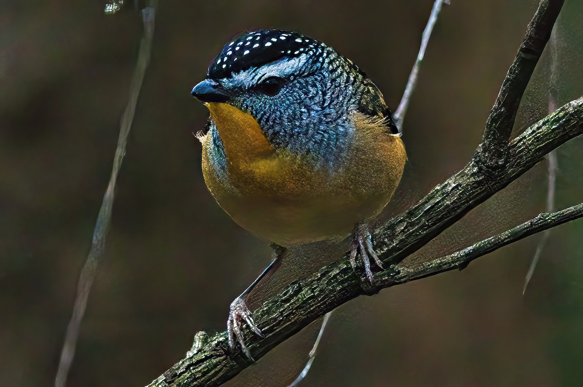 Spotted Pardalote (Spotted) - ML619073014
