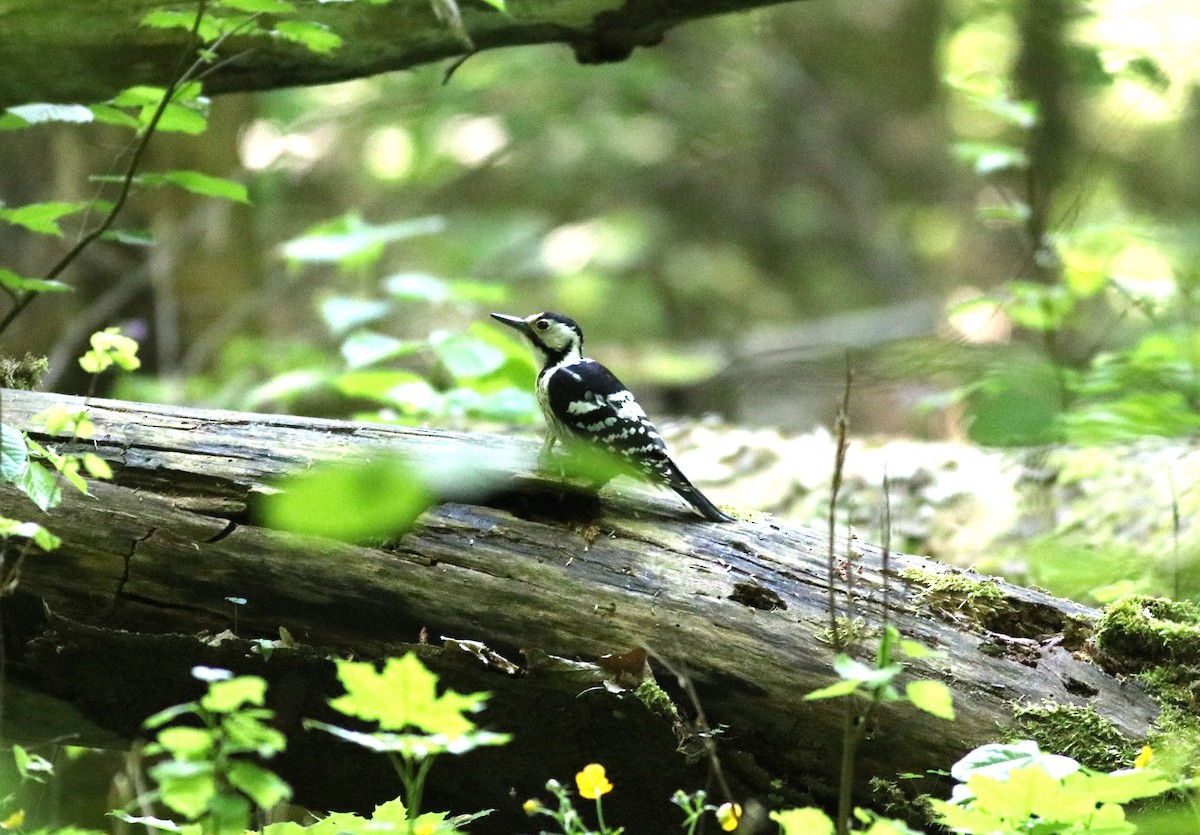 White-backed Woodpecker - ML619073017