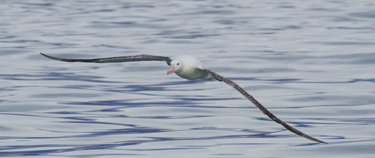 Albatros de las Antípodas - ML619073026
