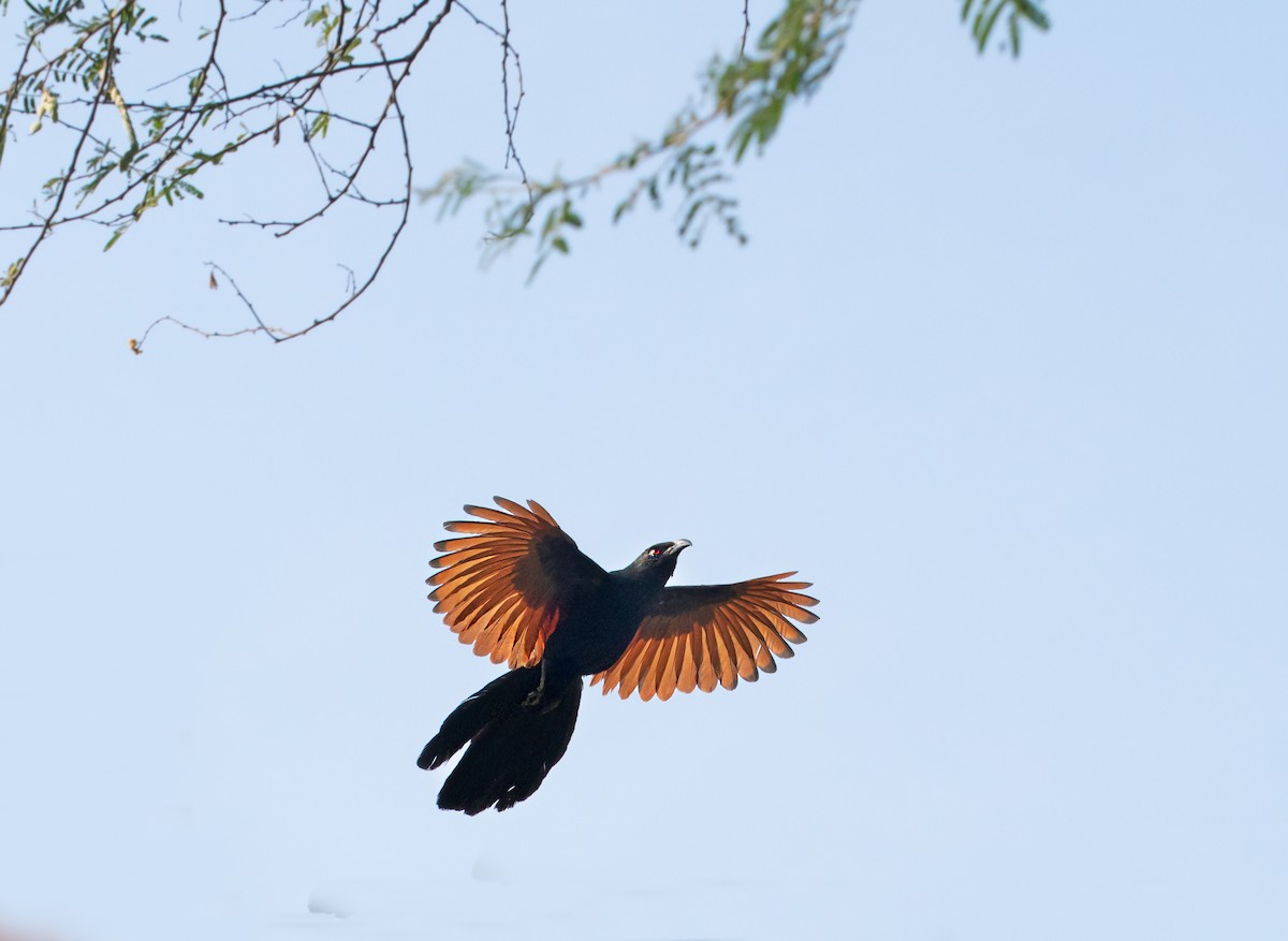 Greater Coucal - ML619073039