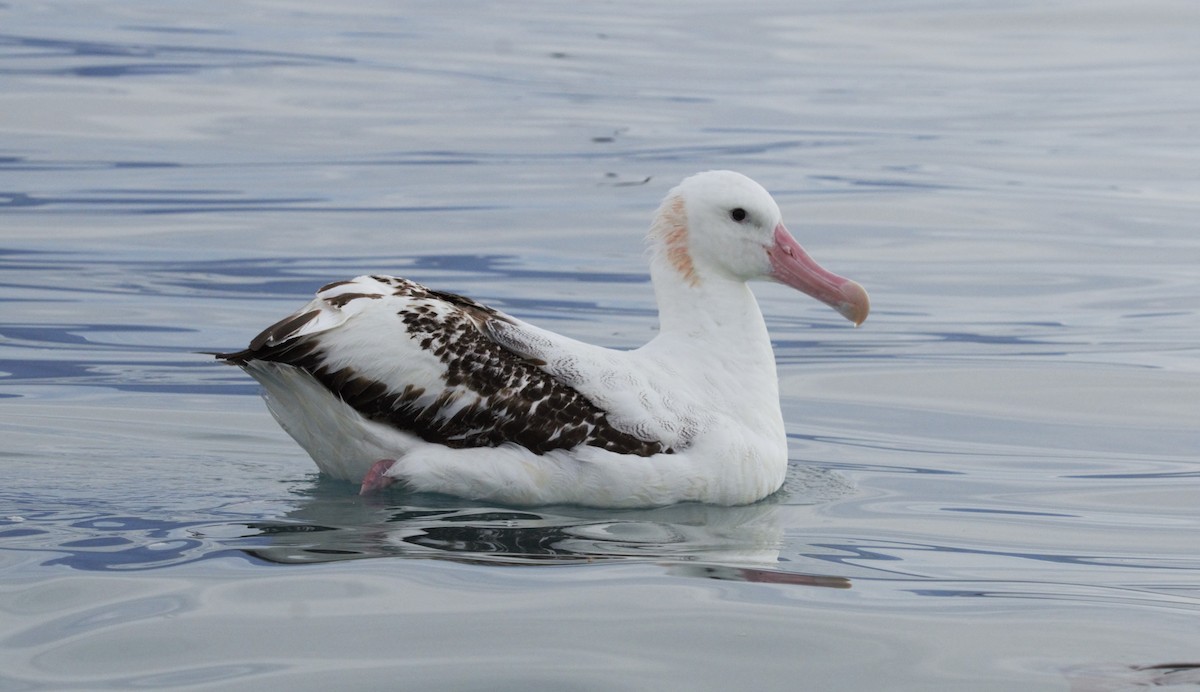 albatros jižní - ML619073060