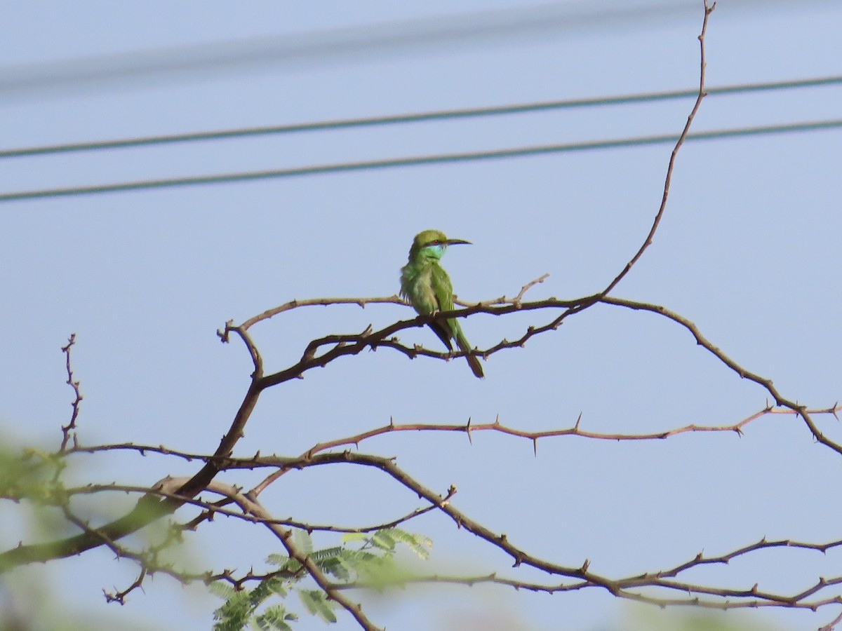 Asian Green Bee-eater - Shilpa Gadgil