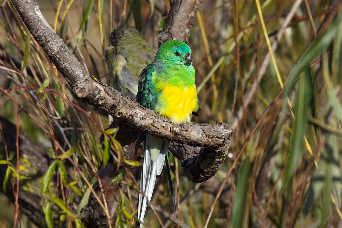 Red-rumped Parrot - ML619073087