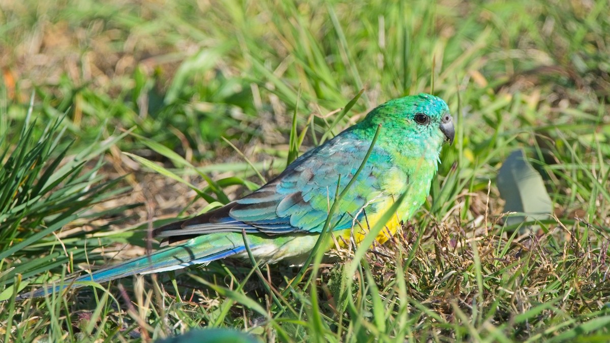 Red-rumped Parrot - ML619073088