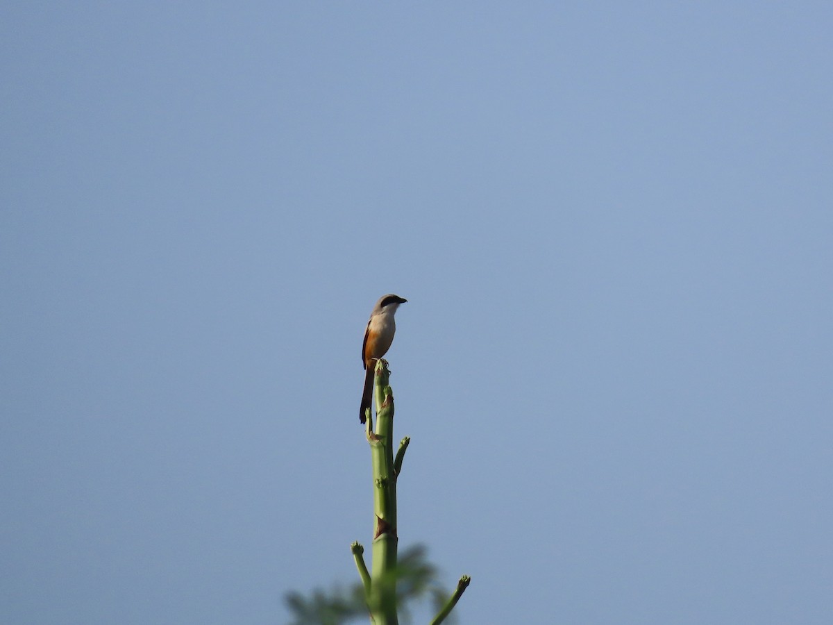 Long-tailed Shrike - ML619073098