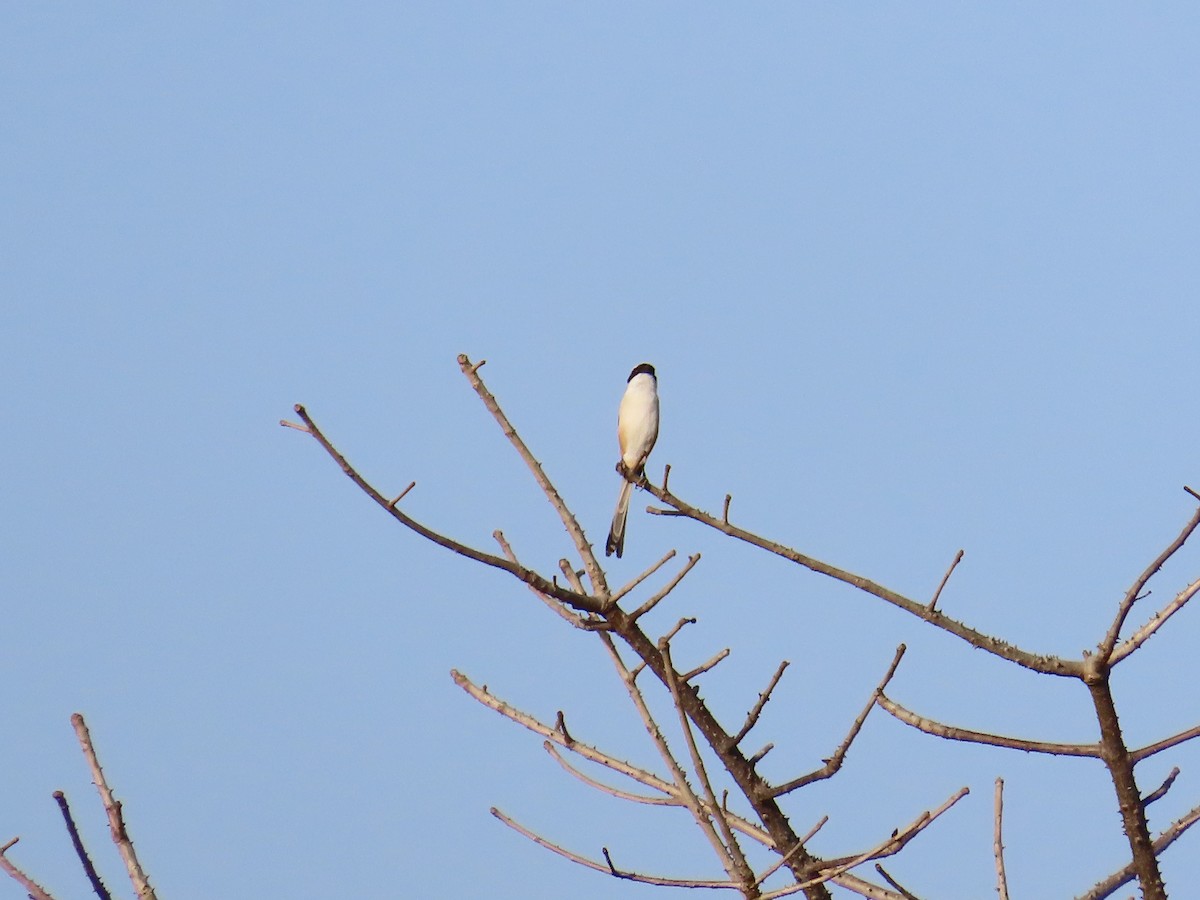 Long-tailed Shrike - Shilpa Gadgil