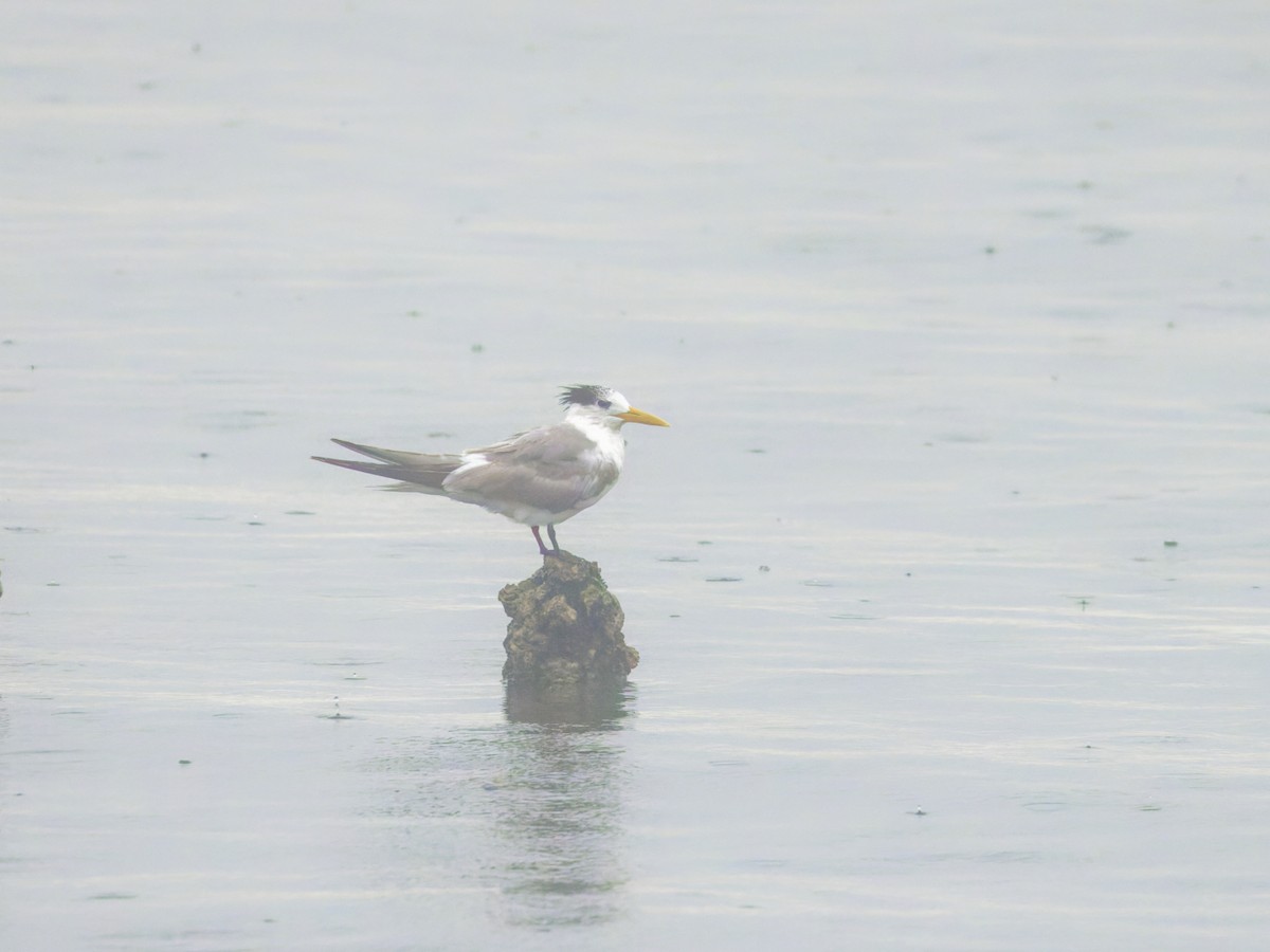 Great Crested Tern - ML619073104