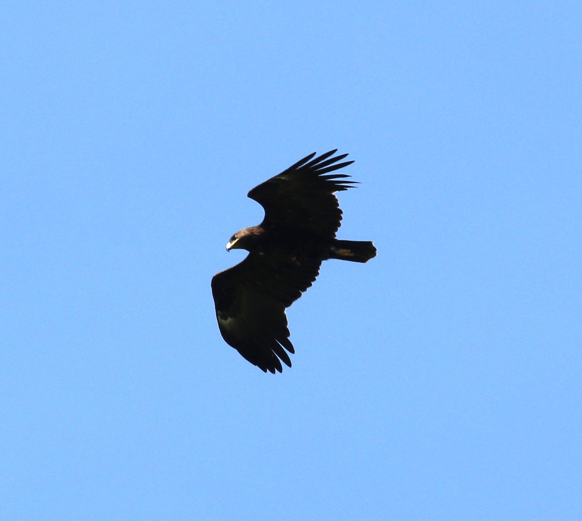 Greater Spotted Eagle - ML619073149