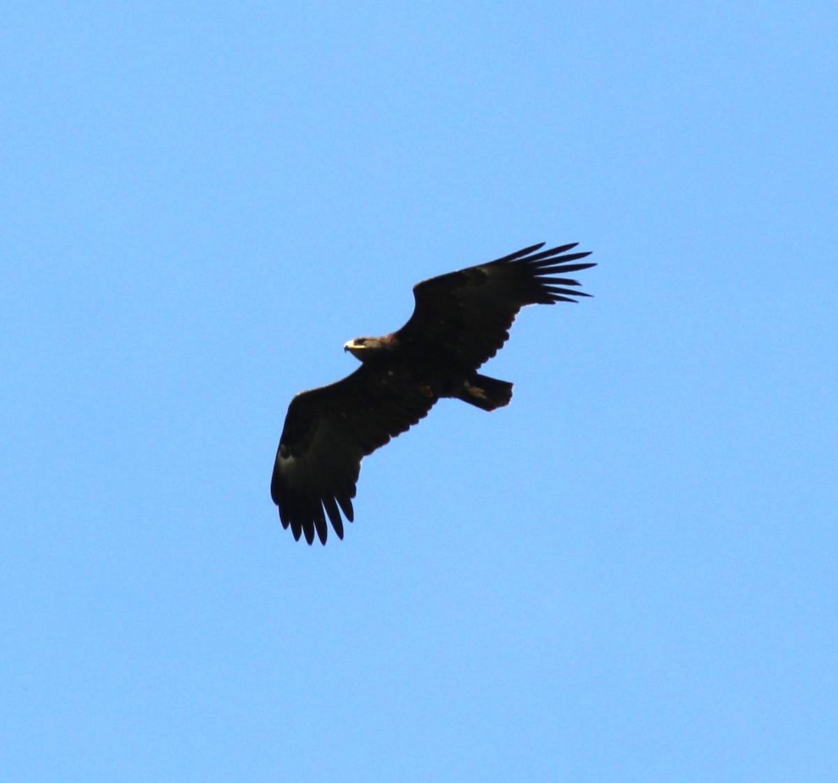 Greater Spotted Eagle - ML619073150