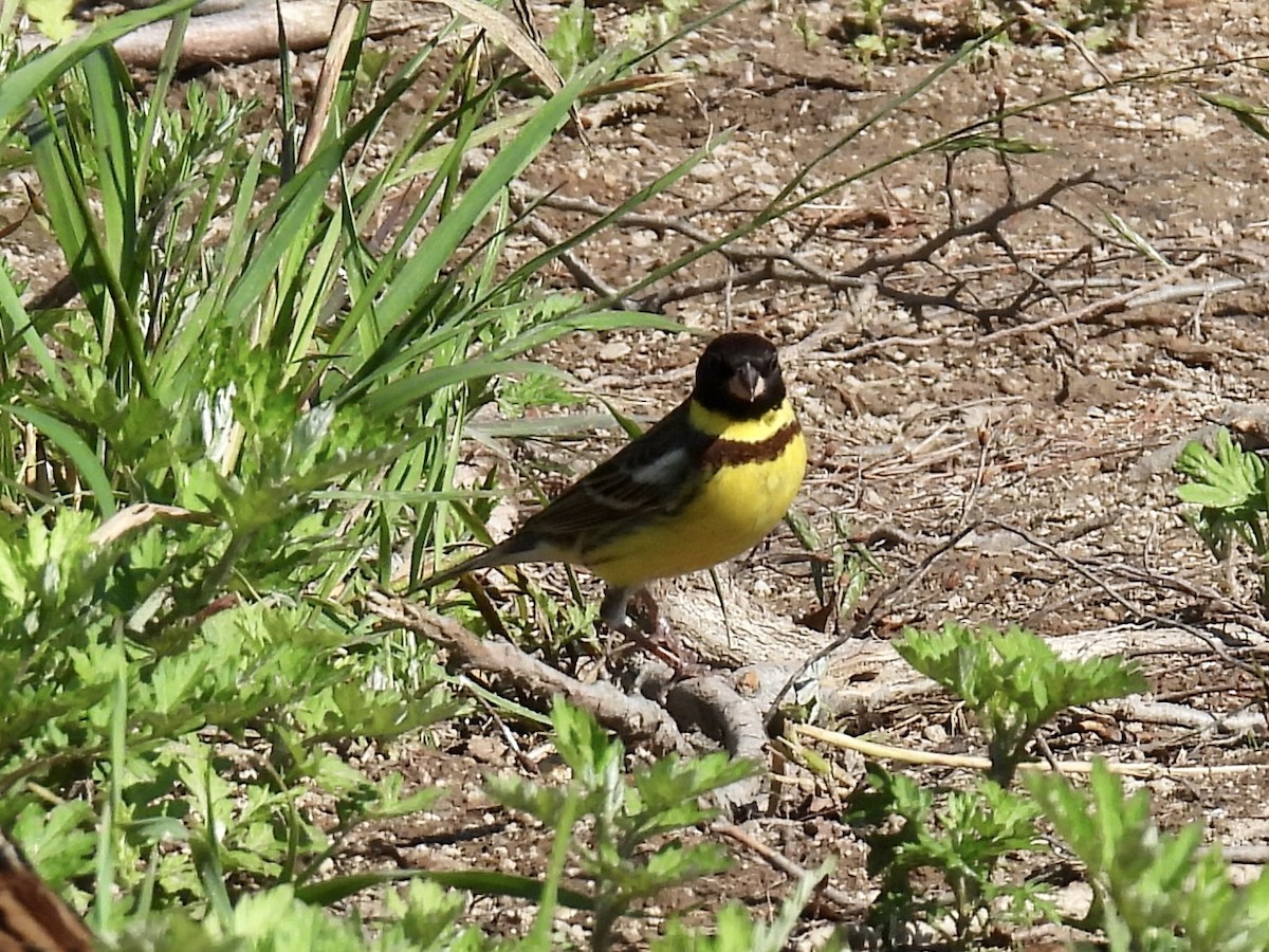 Yellow-breasted Bunting - ML619073196
