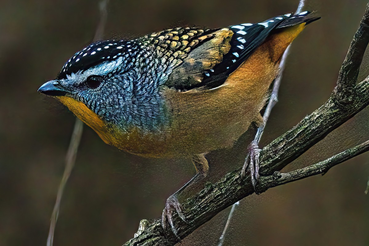 Spotted Pardalote (Spotted) - Alfons  Lawen