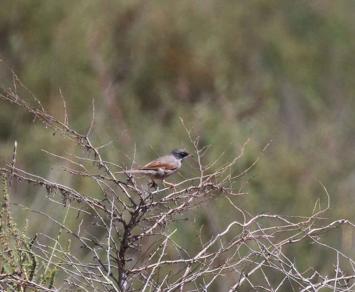 Spectacled Warbler - ML619073297