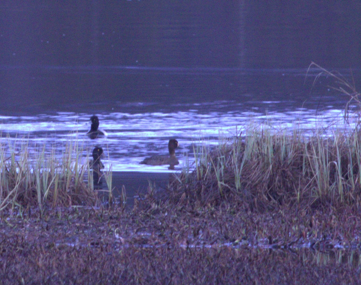 Greater Scaup - ML619073323