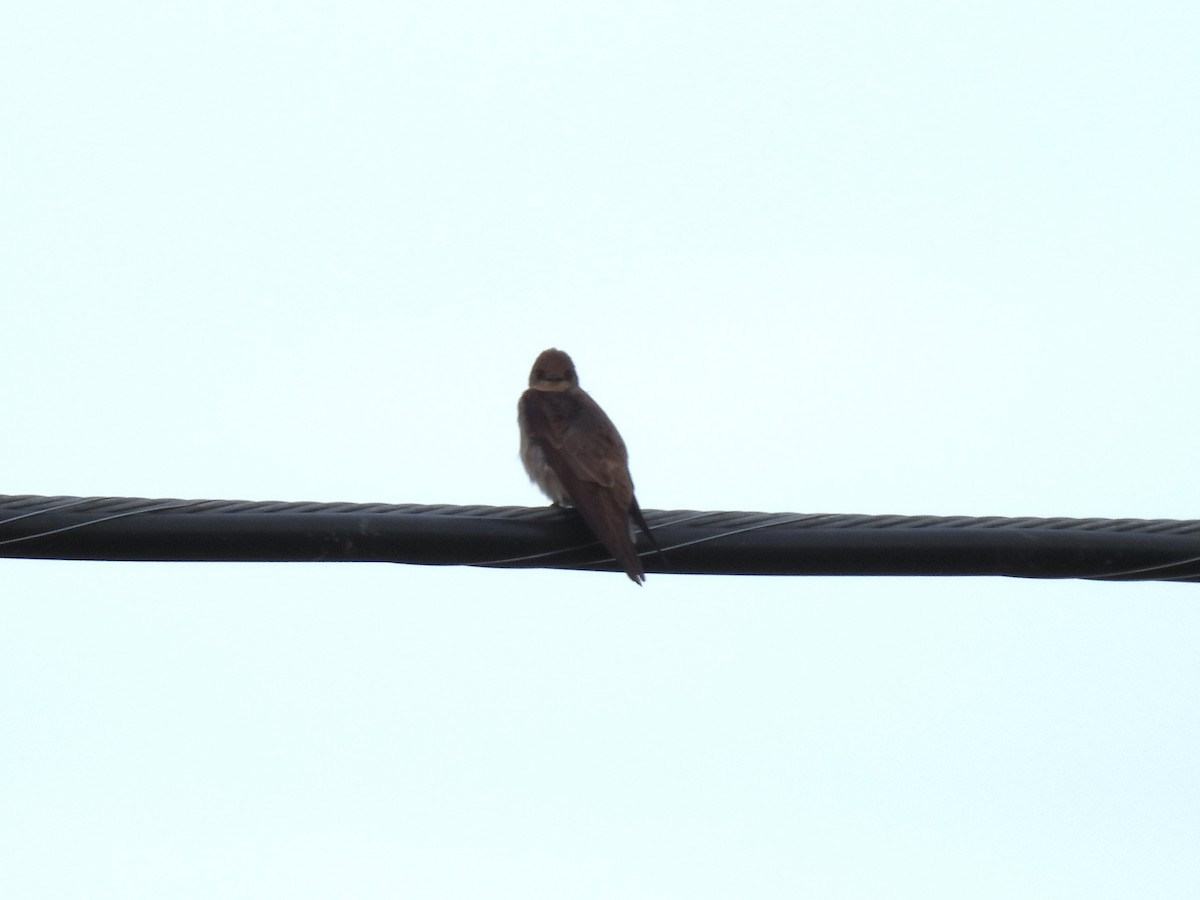 Northern Rough-winged Swallow - ML619073333