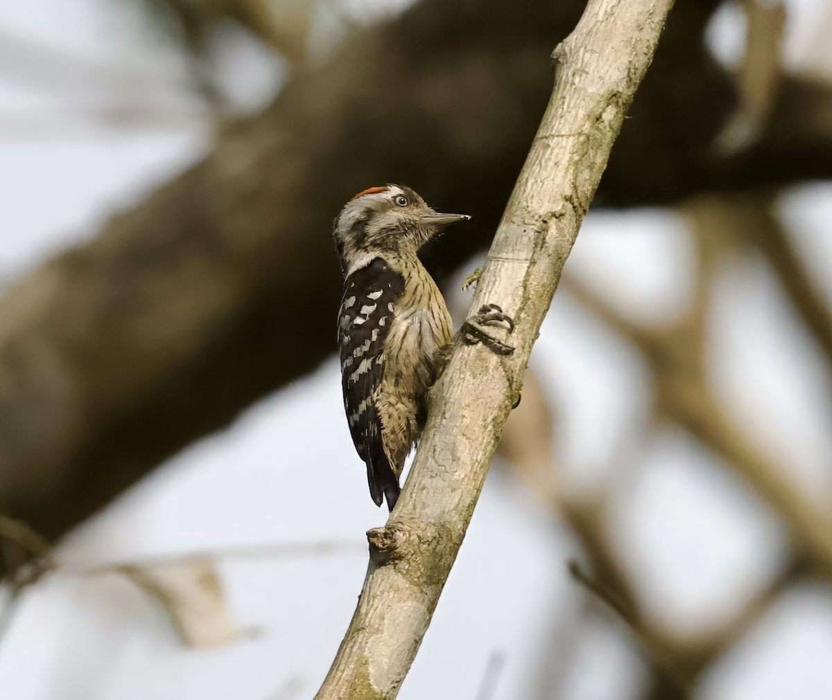 Gray-capped Pygmy Woodpecker - ML619073343