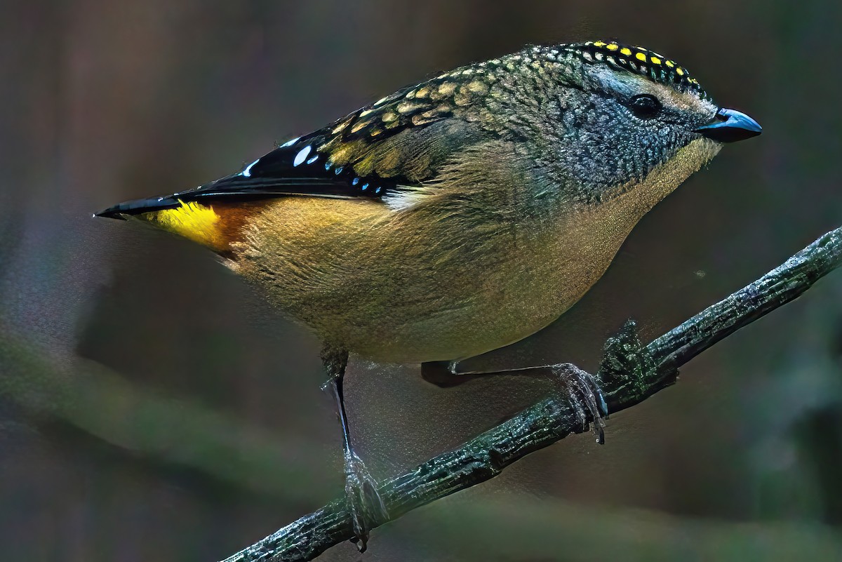 Spotted Pardalote (Spotted) - ML619073348