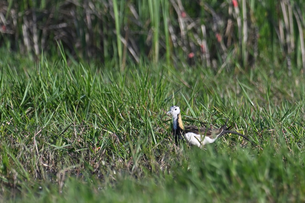Pheasant-tailed Jacana - ML619073389