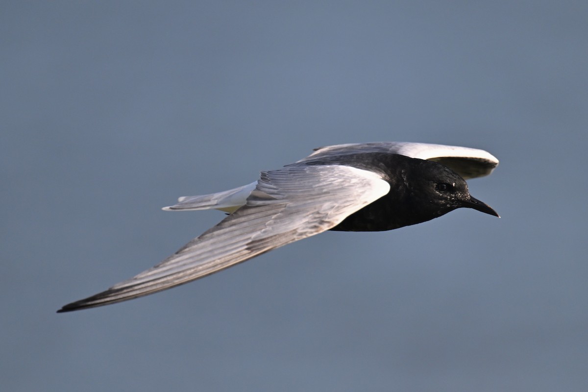 White-winged Tern - ML619073405