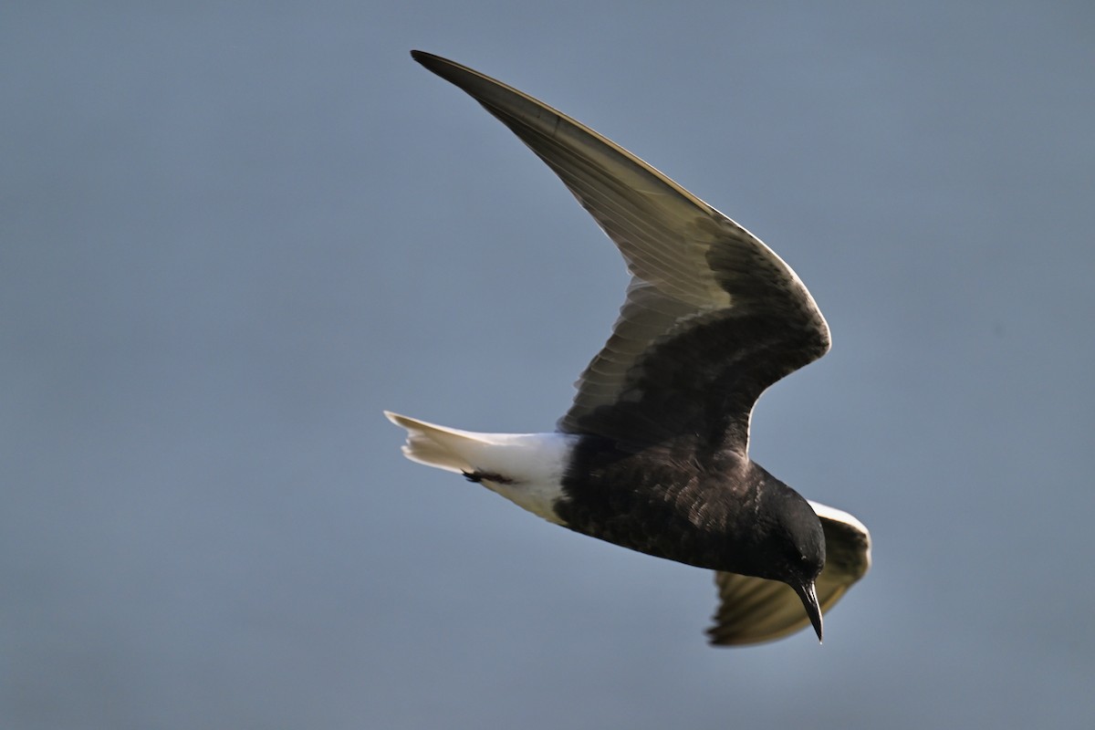 White-winged Tern - ML619073407
