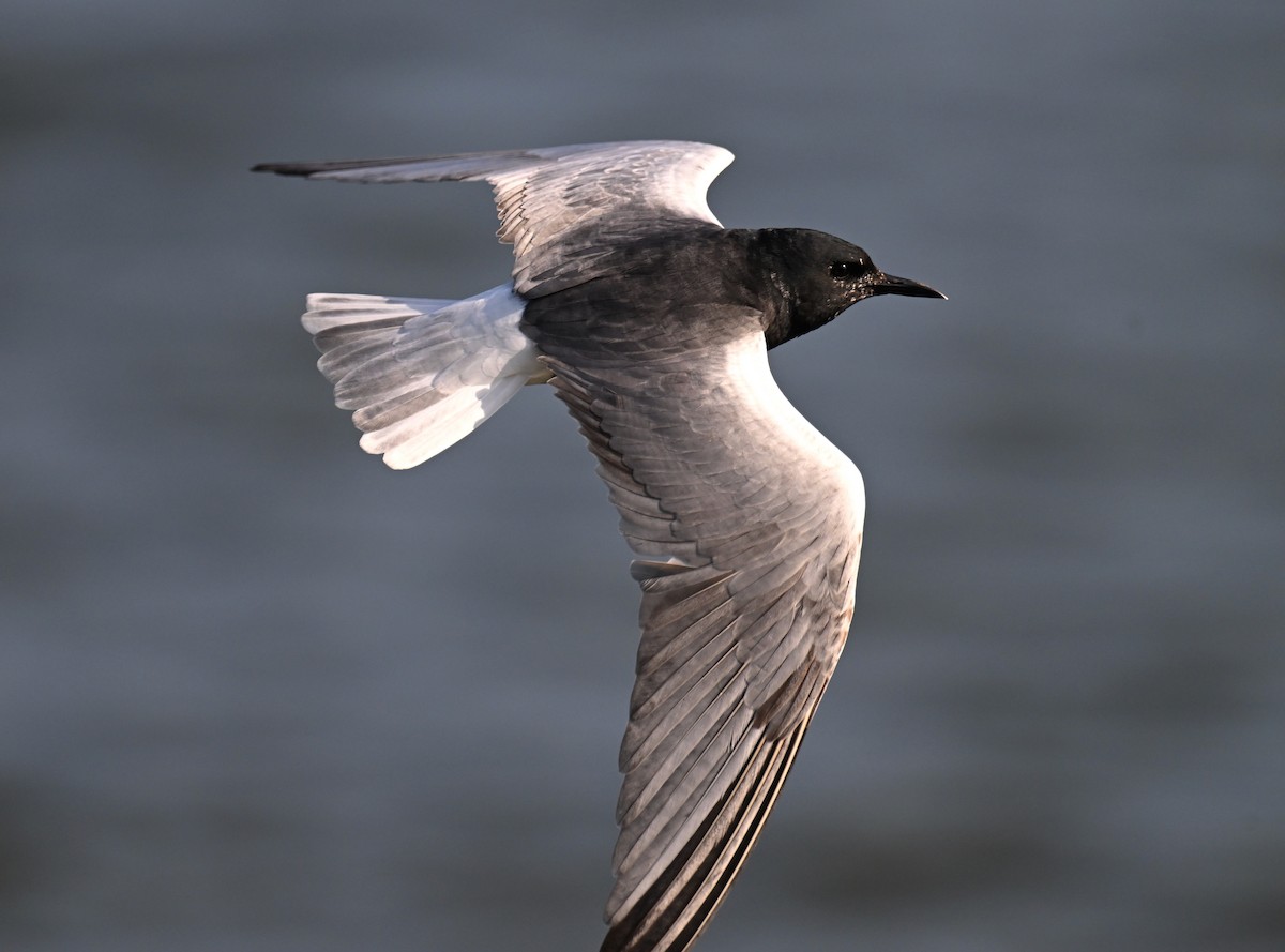 White-winged Tern - ML619073409