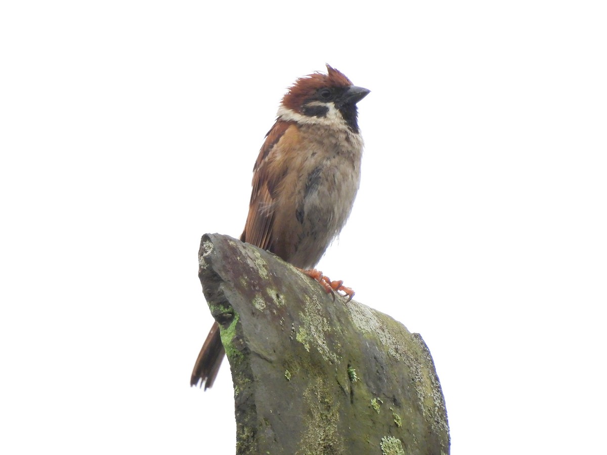 Eurasian Tree Sparrow - Tuck Hong Tang