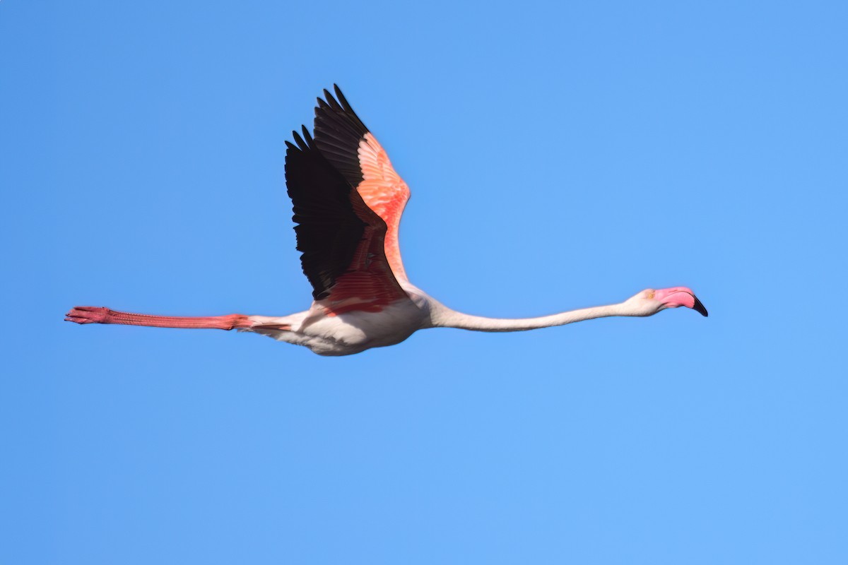 Greater Flamingo - ML619073477