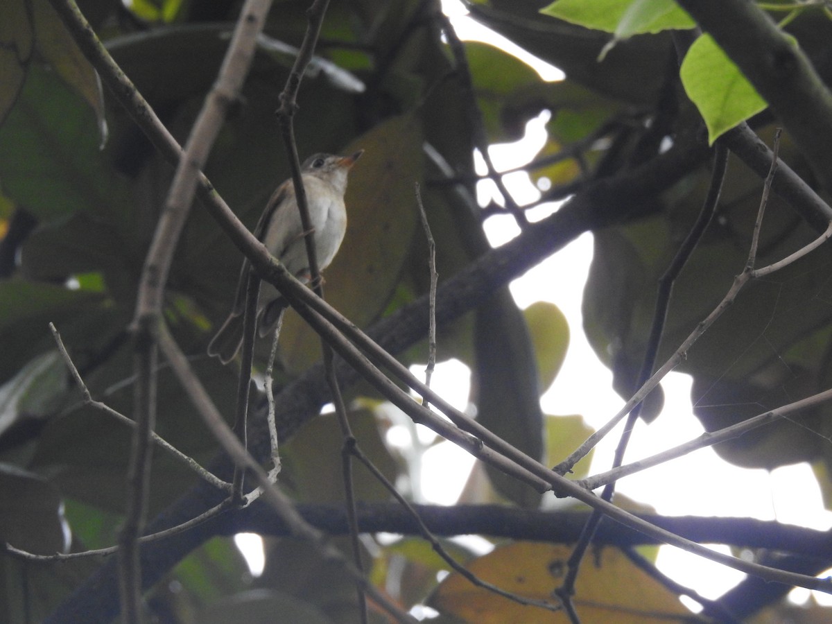 Brown-breasted Flycatcher - ML619073482