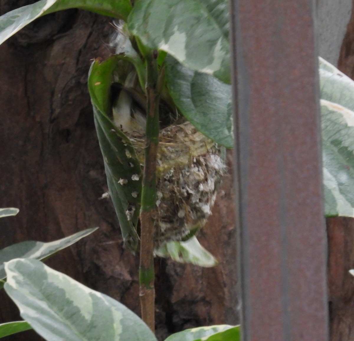 Common Tailorbird - Santhi  K