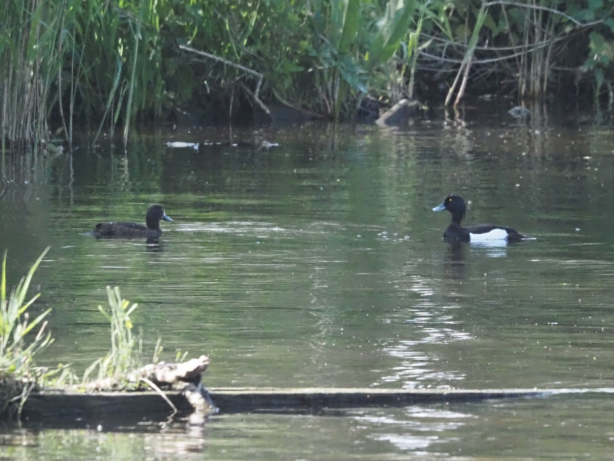 Tufted Duck - ML619073522