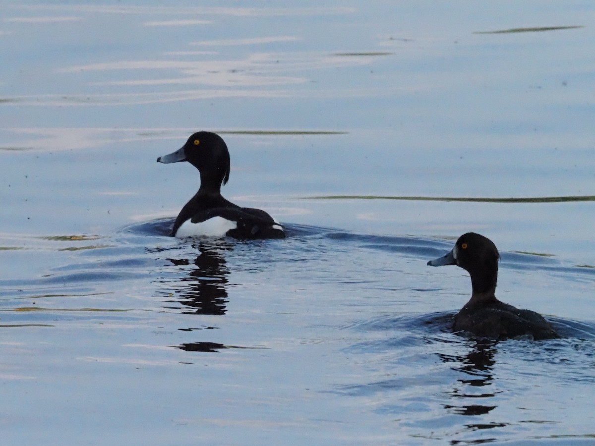 Tufted Duck - Guillermo Parral Aguilar
