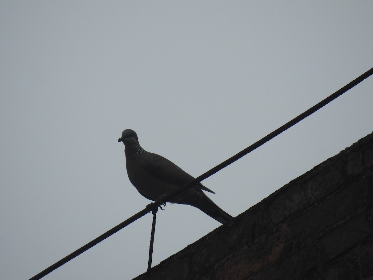 Spotted Dove - ML619073528
