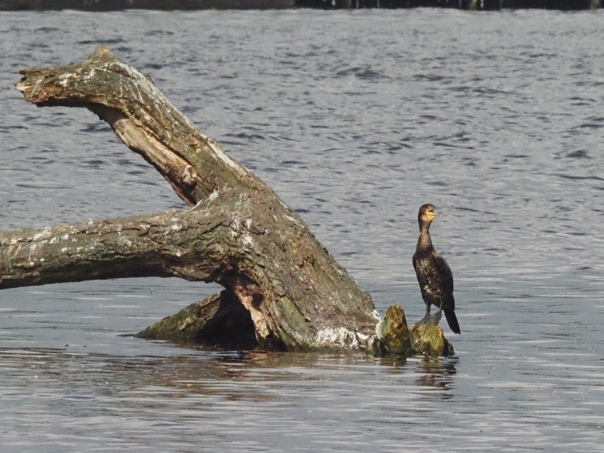 Great Cormorant - Guillermo Parral Aguilar