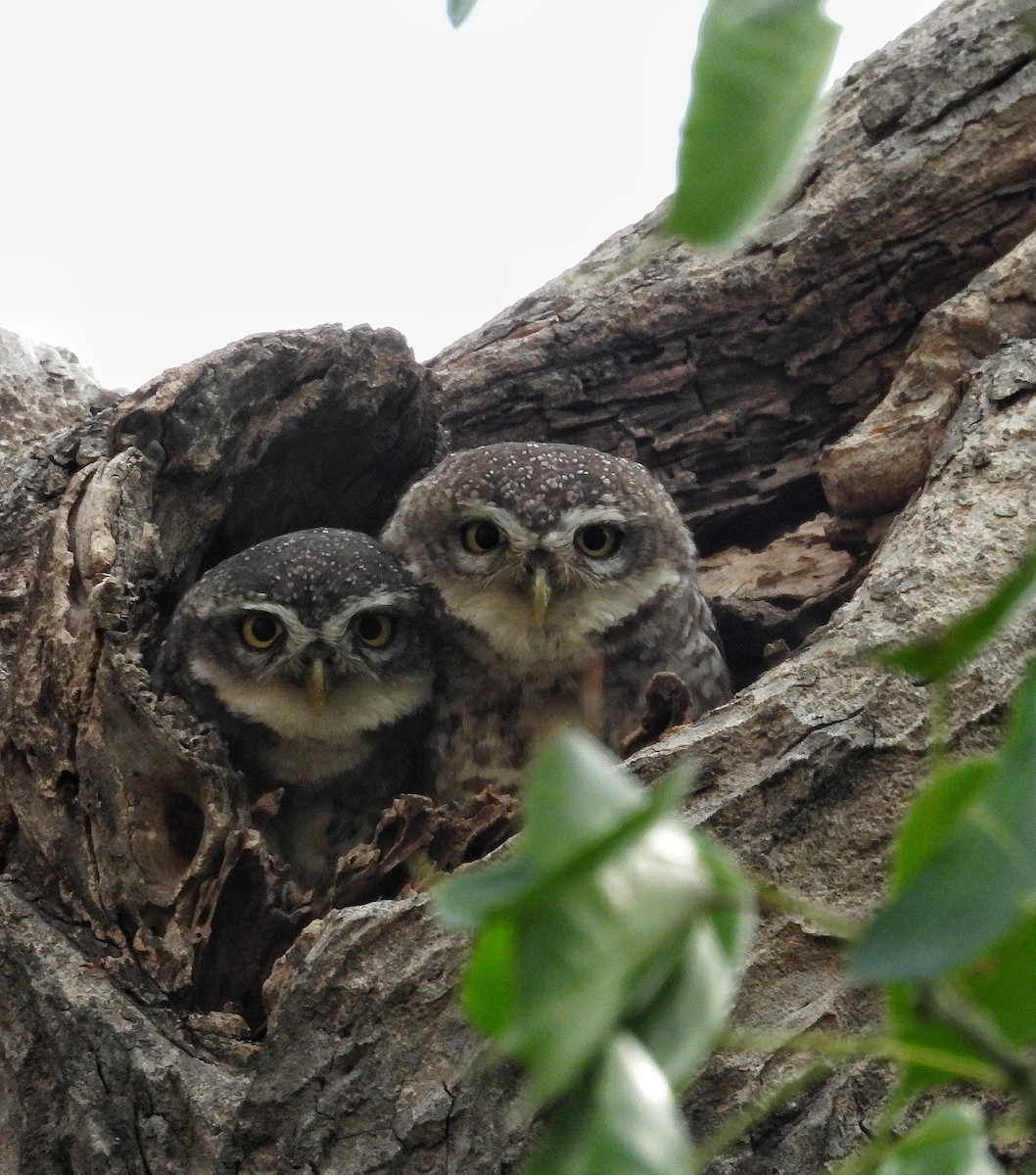 Spotted Owlet - ML619073535