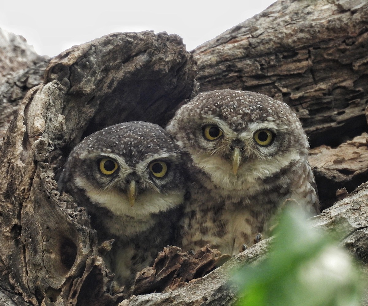 Spotted Owlet - ML619073536