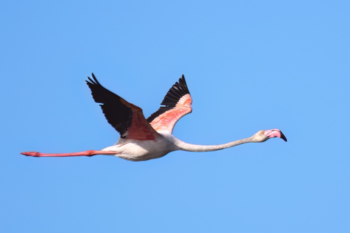 Greater Flamingo - ML619073538
