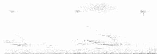 Желтохвостый траурный какаду - ML619073553