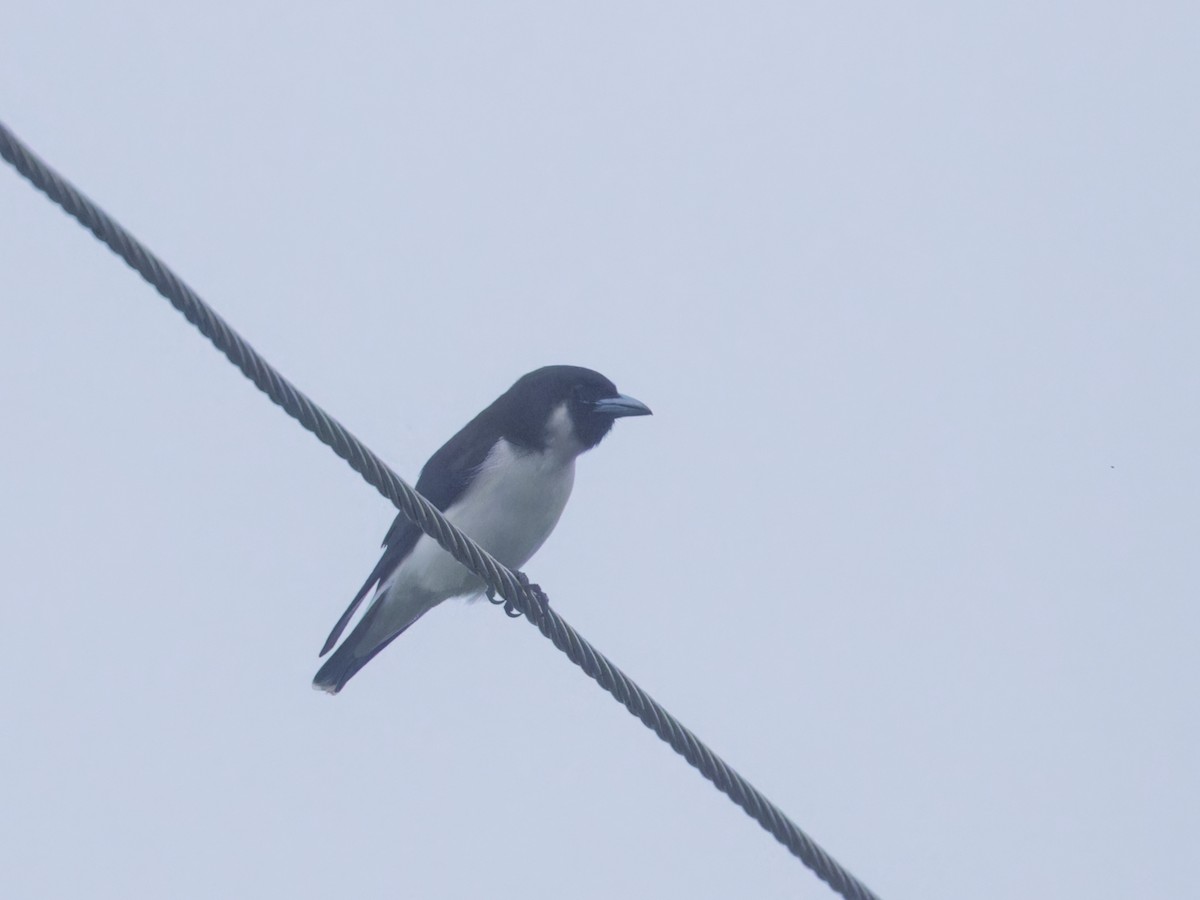 Fiji Woodswallow - ML619073609