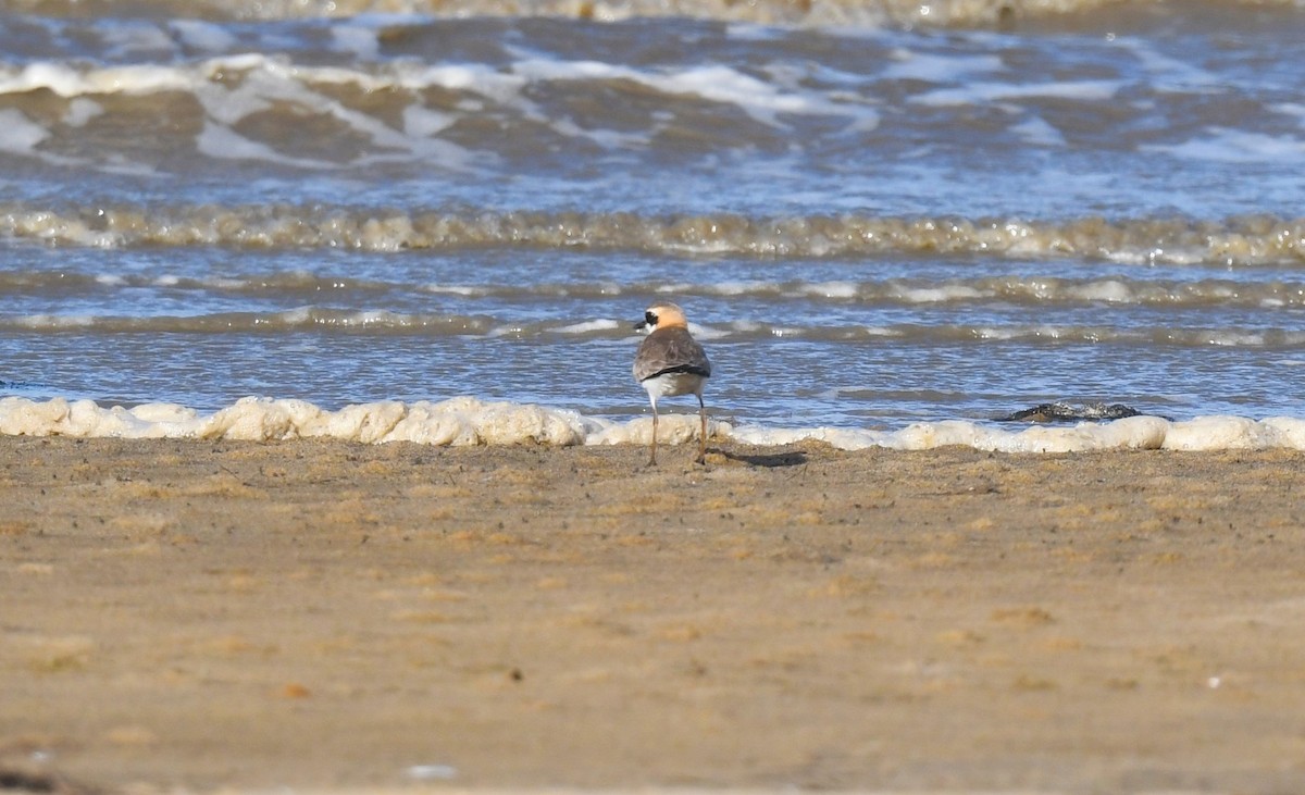Greater Sand-Plover - Robert Anderson