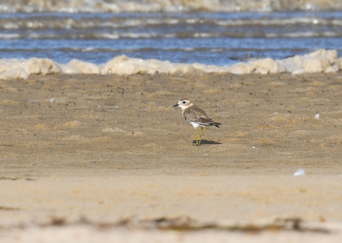 Double-banded Plover - ML619073655