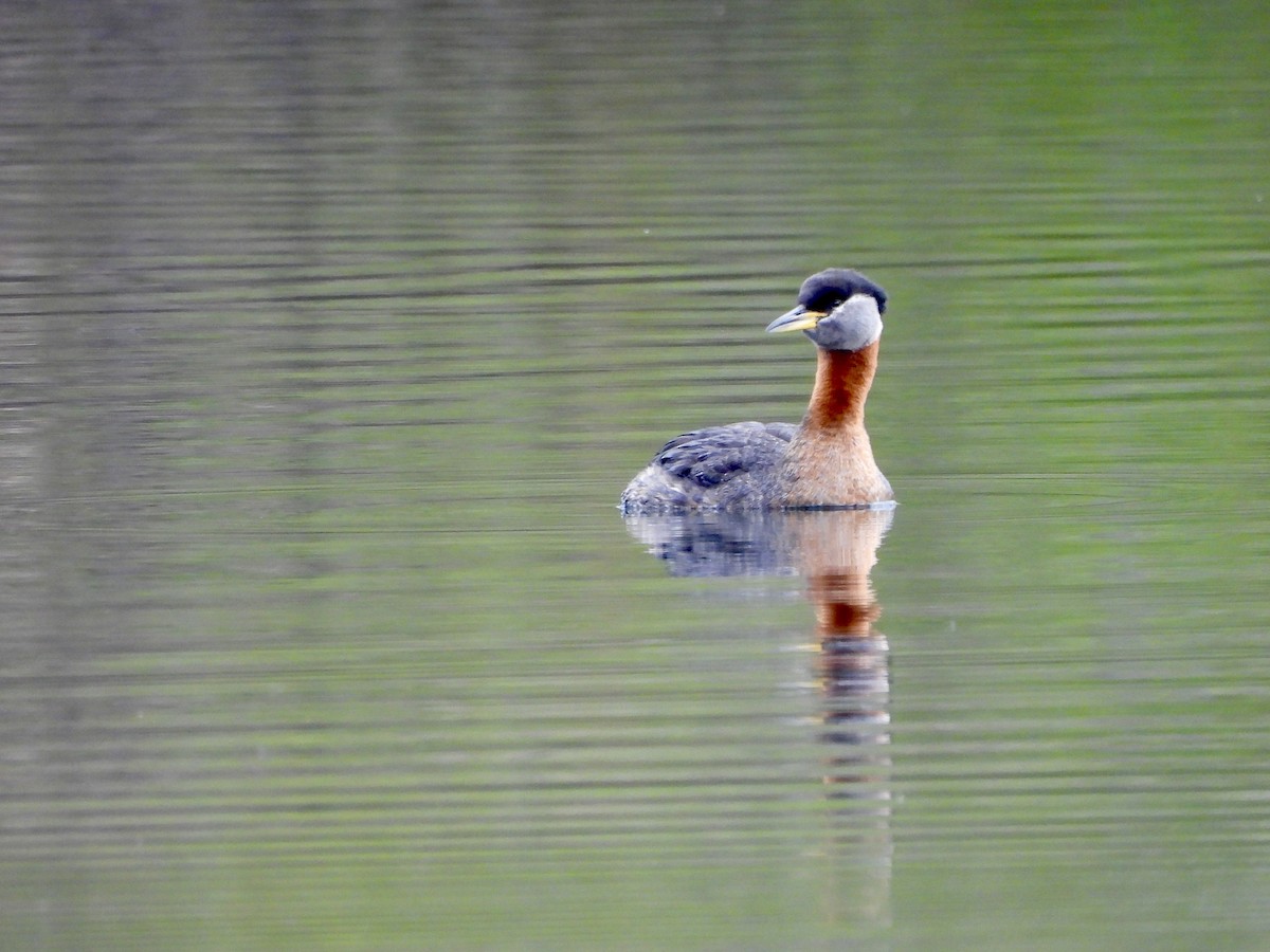 Red-necked Grebe - ML619073660