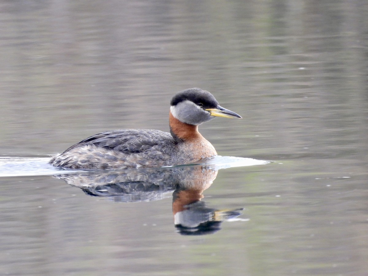 Red-necked Grebe - ML619073661