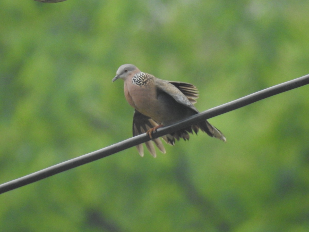 Spotted Dove - ML619073662