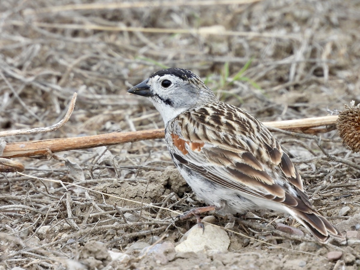 Thick-billed Longspur - ML619073702