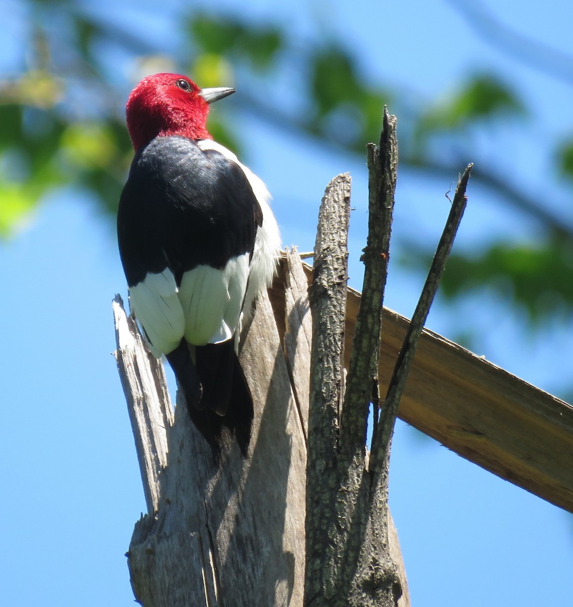 Red-headed Woodpecker - ML619073717