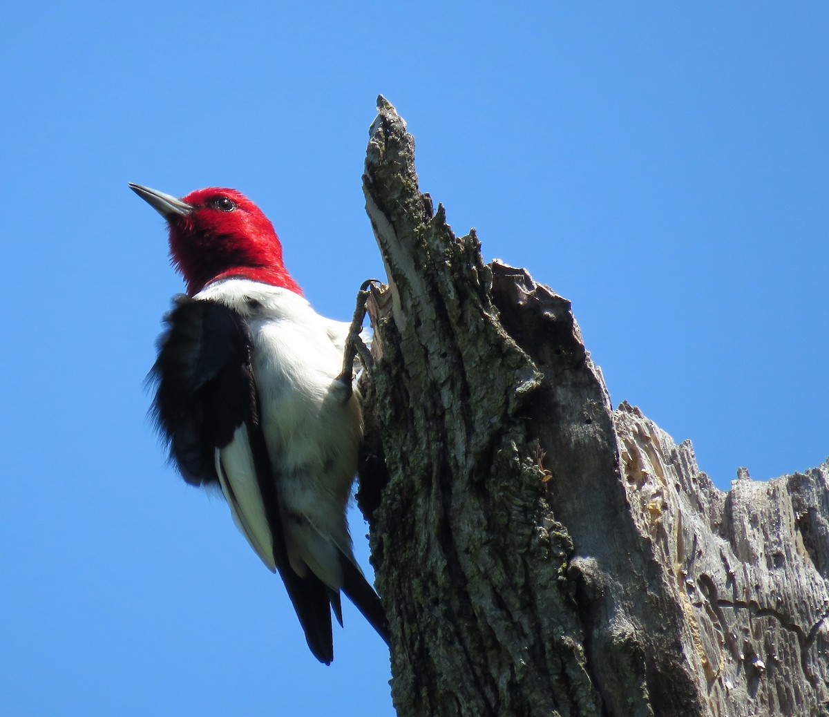 Red-headed Woodpecker - ML619073718