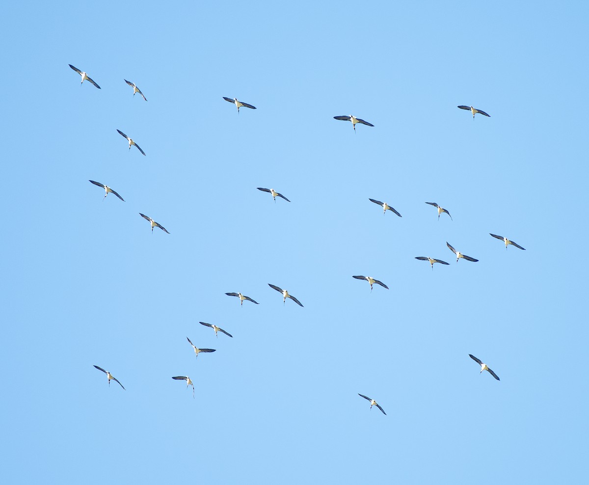 ibis slámokrký - ML619073730